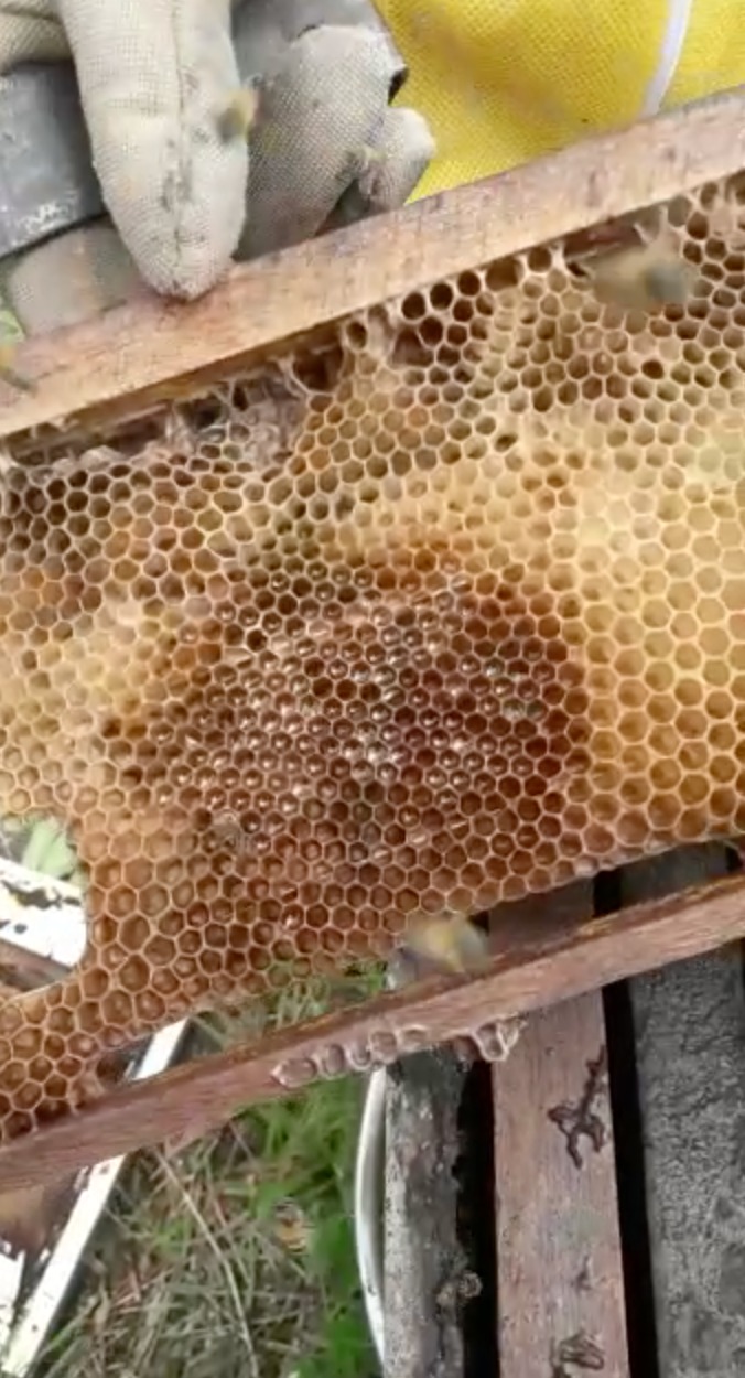 Piauí está no topo da produção de mel do país - Imagem 1
