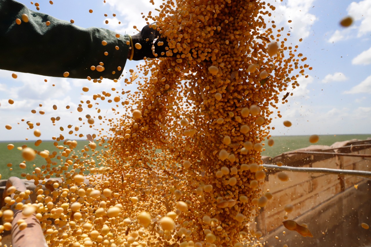 Piauí: safra de soja deve ultrapassar 3 milhões de toneladas - Imagem 1