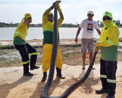 Cobra sucuri de aproximadamente 5 metros é encontrada em Parnaíba