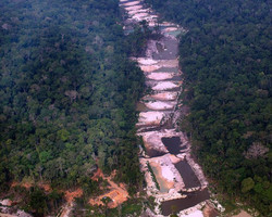 Amazônia perdeu três mil campos de futebol por dia no governo Bolsonaro