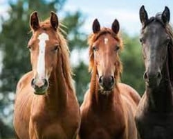 Doença de Mormo: zoonose afeta cavalos e seres humanos