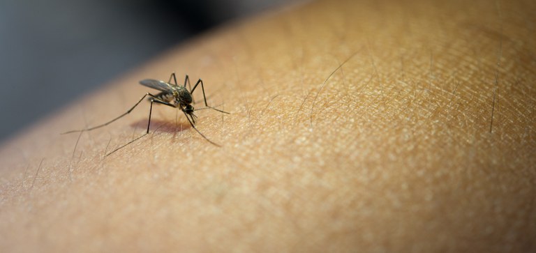 Prevenir as doenças transmitidas pelo inseto é fundamental evitar o acúmulo de água parada - Foto: Banco de Imagens 