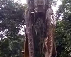 Cobra gigante é içada por guindaste em floresta tropical; vídeo!