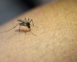 Ministério da Saúde alerta para riscos de dengue no período chuvoso