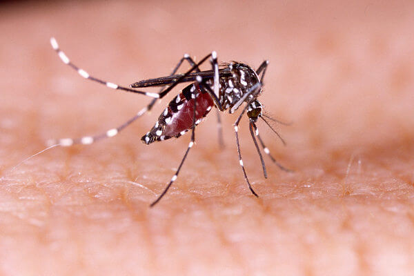 Dengue vem sendo combatida no país - reprodução