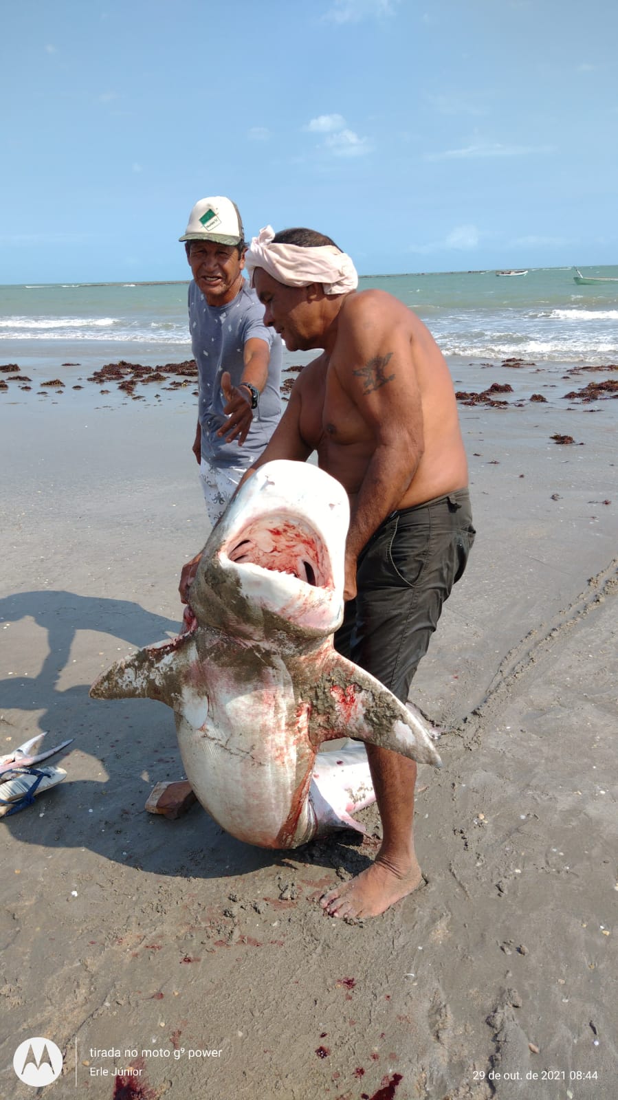 Pescadores capturam tubarão tigre de 3 metros no Litoral do Piauí (Foto: Reprodução)