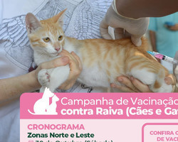 FMS abre campanha de vacinação antirrábica para cães e gatos neste sábado 