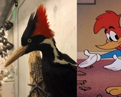 Espécie que inspirou Pica-Pau do desenho animado é declarada extinta