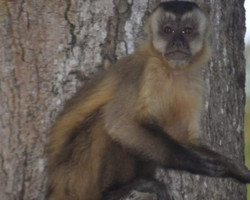 Animais aprendem a ‘pedir comida’ para não morrer de fome no Pantanal