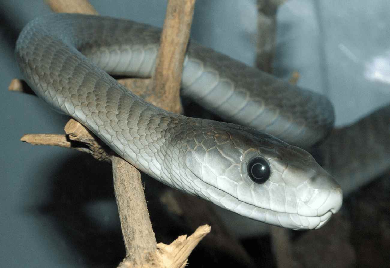Saiba quais são as cobras mais venenosas do mundo