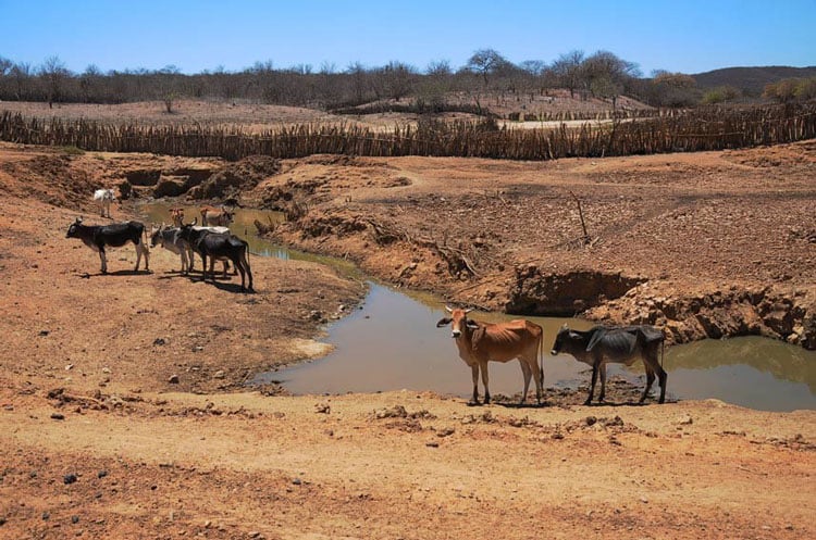 Conforme o levantamento, apenas três municípios piauienses indicaram o ano de 2020 como o mais impactante com relação à seca no estado