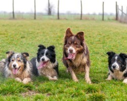 Veja as 3 raças de cães mais inteligentes do mundo