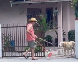 Vídeo; Cão segura balde para ajudar o dono na limpeza