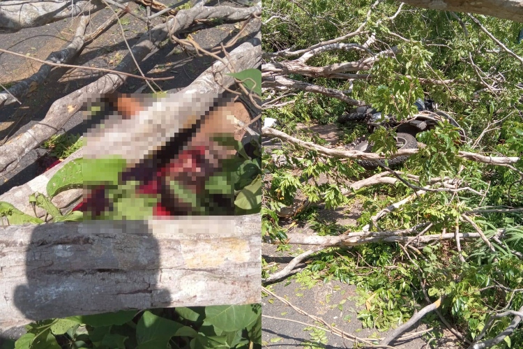 Motociclista morre atingido após queda de árvore na zona rural de Teresina (Foto: Reprodução/ WhatsApp)