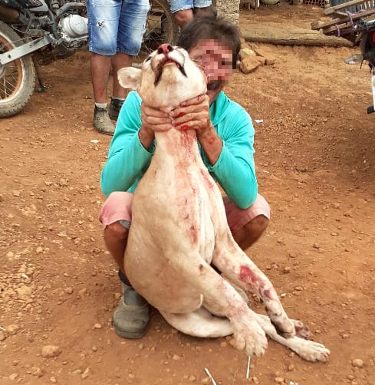 CE: Caçadores matam onça-parda e exibem cenas nas redes sociais - Imagem 1