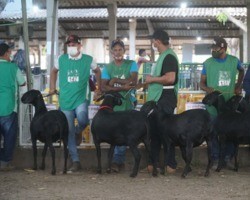 70ª Expoapi: Exposição de caprinos e ovinos conta com mais de 800 animais