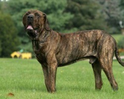Mundo animal: Veja 4 raças de cachorro gigantes e suas características