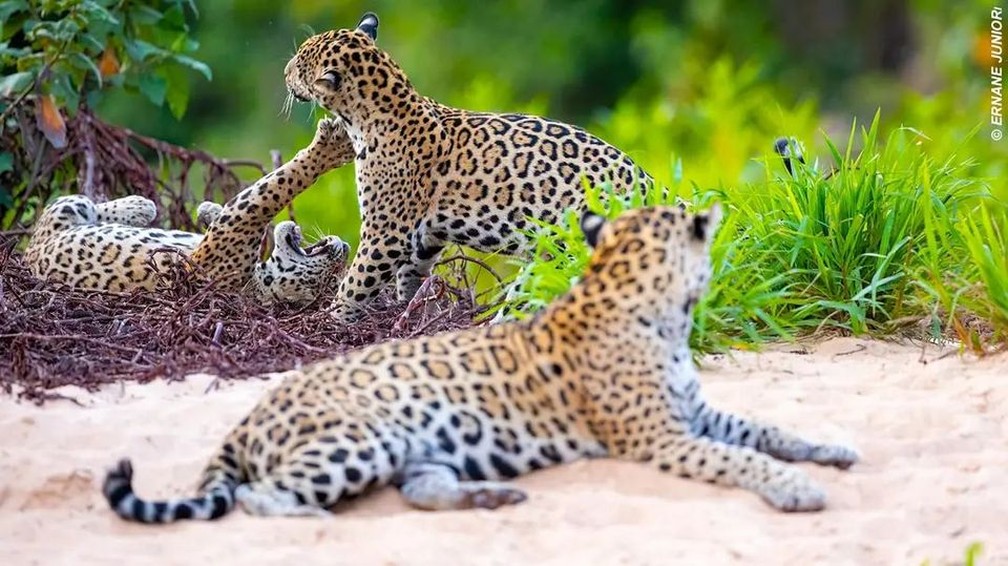 Ernane fotografa onças em suas viagens pelo Pantanal (Foto: Reprodução/Ernane Junior)
