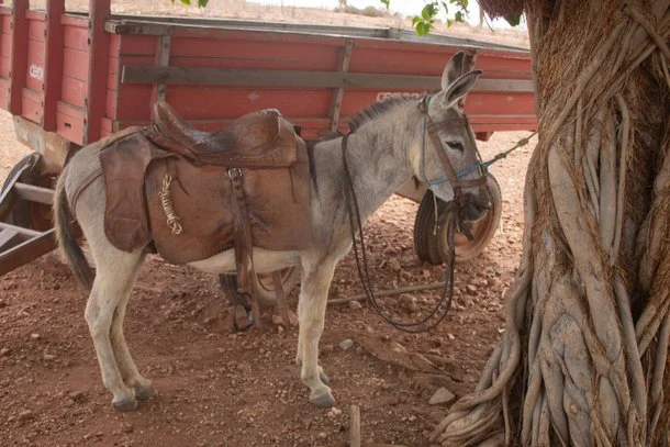 Os jumentos podem entrar na lista de animais em extinção em 2022 (Foto: Divulgação)