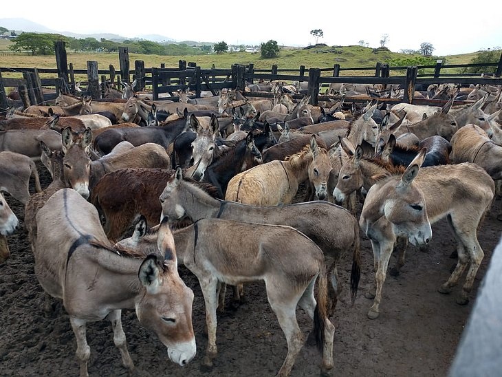 Exportação de jumento cresce na Bahia (Foto: Reprodução)