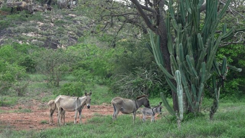 Os animais são retirados do meio ambiente em grande volume — Foto: FELIX LIMA 