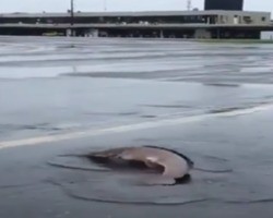 Peixe tenta sobreviver nadando em plena via após chuva na Bahia; veja vídeo