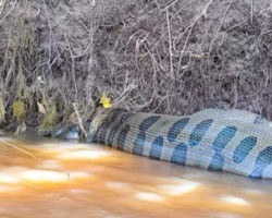 Vídeo: Sucuri de 6 metros é flagrada boiando em rio após engolir presa