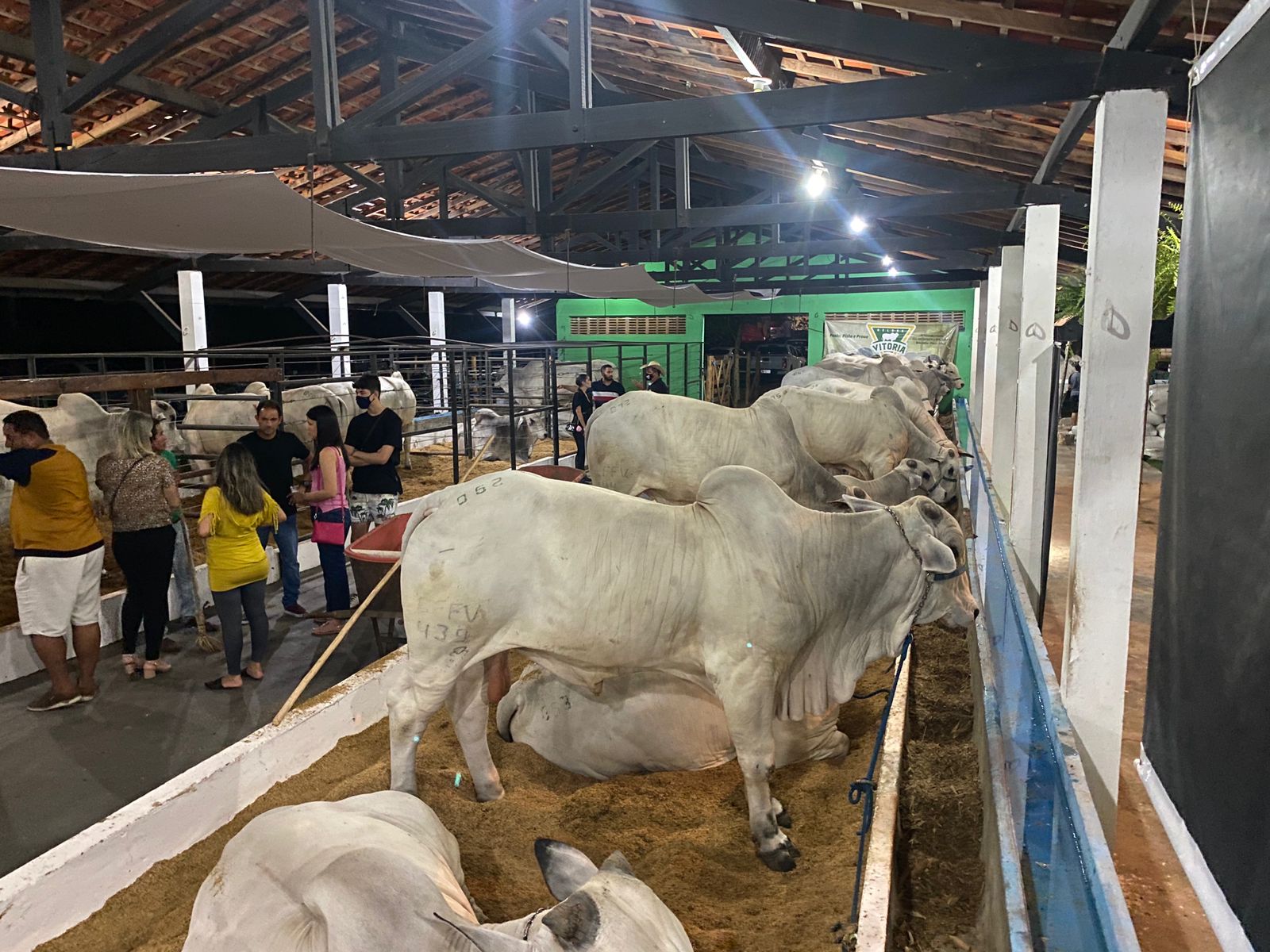 Espaço de bovinos é um dos mais visitados (Foto: Raissa Morais)