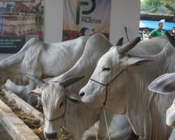 Fazenda Palestina expõe bovino descendente de vaca avaliada em R$ 7 milhões