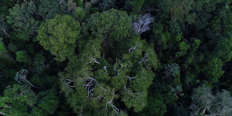 Desmatamento na Amazônia tem queda de 70% em janeiro, diz governo