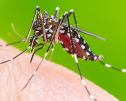Sesapi reforça cuidados com a dengue após o início do período chuvoso