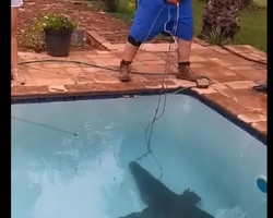 Busca Por Crocodilo Em Psicina