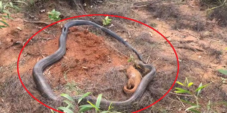 Vídeo mostra cobra-rei devorando lagarto inteiro em bote certeiro