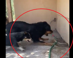 Cachorros se defendem de botes de cobra para salvar gato; vídeo