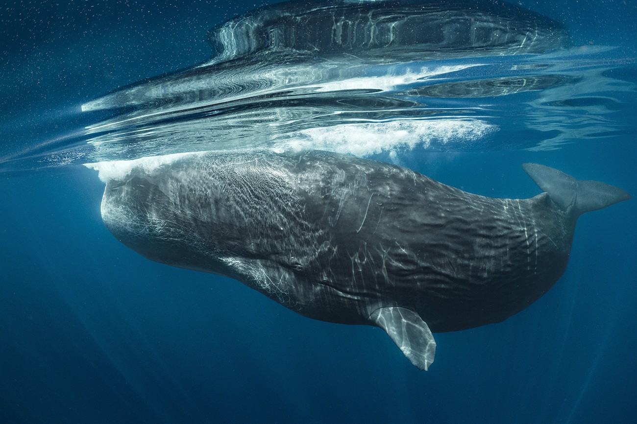 Trailer desvenda o belo e misterioso mundo das baleias - Imagem 1