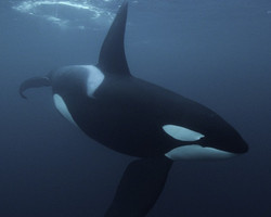 Trailer desvenda o belo e misterioso mundo das baleias