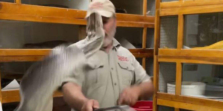 Vídeo assustador mostra píton dando bote no rosto do cuidador; assista