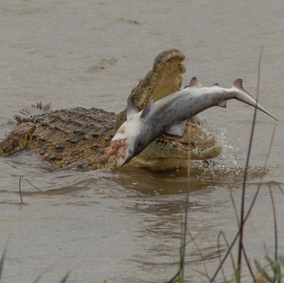 Fot Grafo Flagra Crocodilo Girante Devorando Filhote De Tubar O Fotos