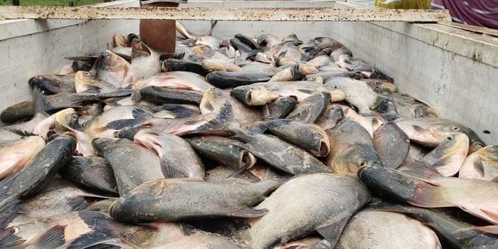 Prefeitura de Monsenhor Gil entrega mais de 6 toneladas de peixes