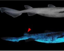 Tubarões que brilham no escuro são vistos na Nova Zelândia