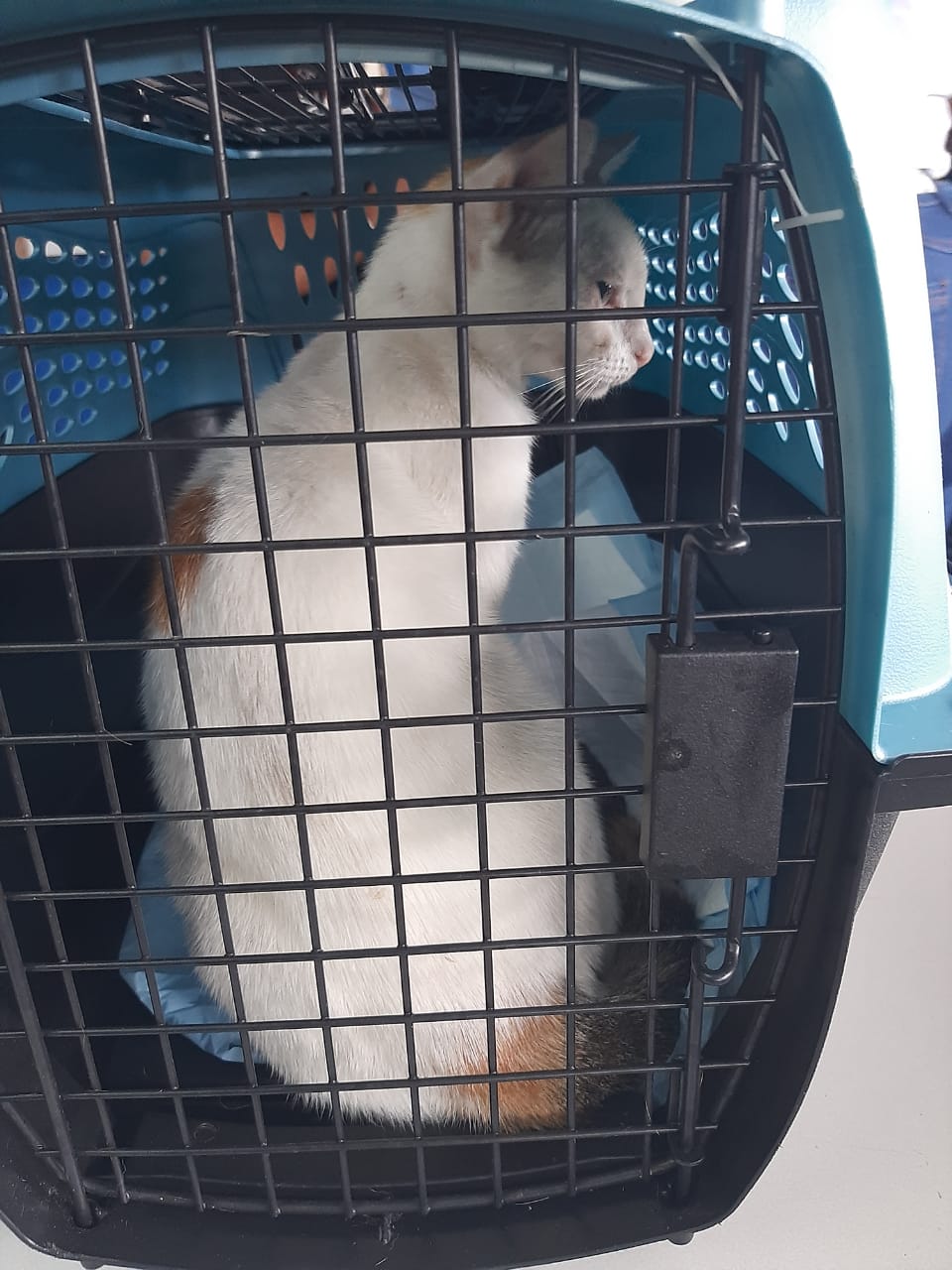 Gato é preso por transportar drogas - Foto: Reprodução / Twitter