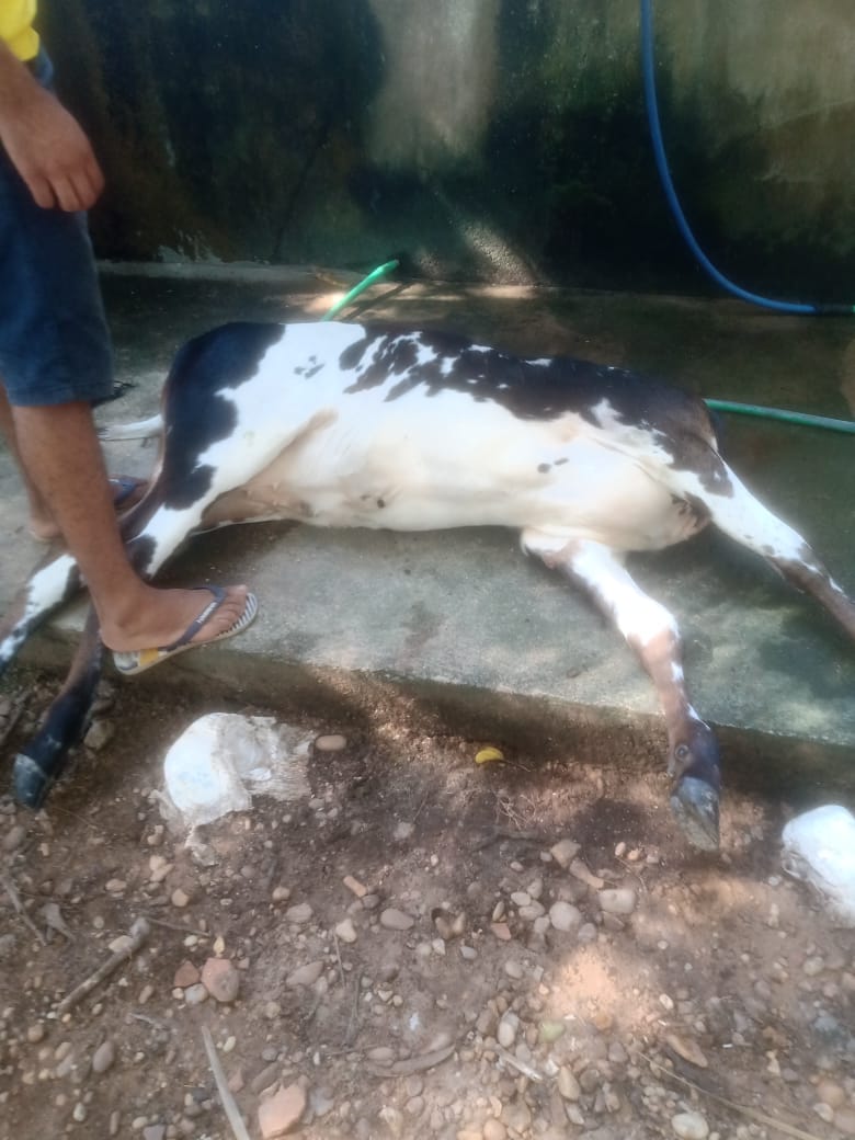 Vaca é encontrada sem a cabeça | FOTO: Reprodução/Redes sociais