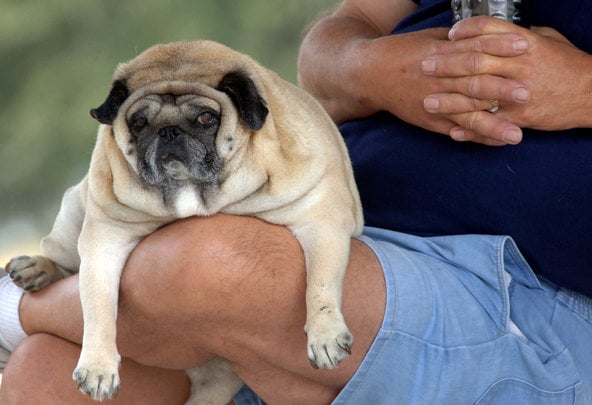 Obesidade em cães vai além da quantidade de alimento ingerido | FOTO: Matthew Beck_Citrus County Chronicle