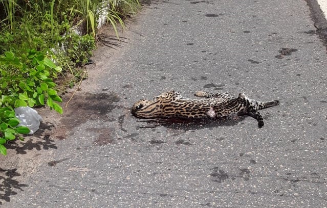 Animal foi encontrado morto às margens de rodovia (Foto: Reprodução/ WhatsApp)