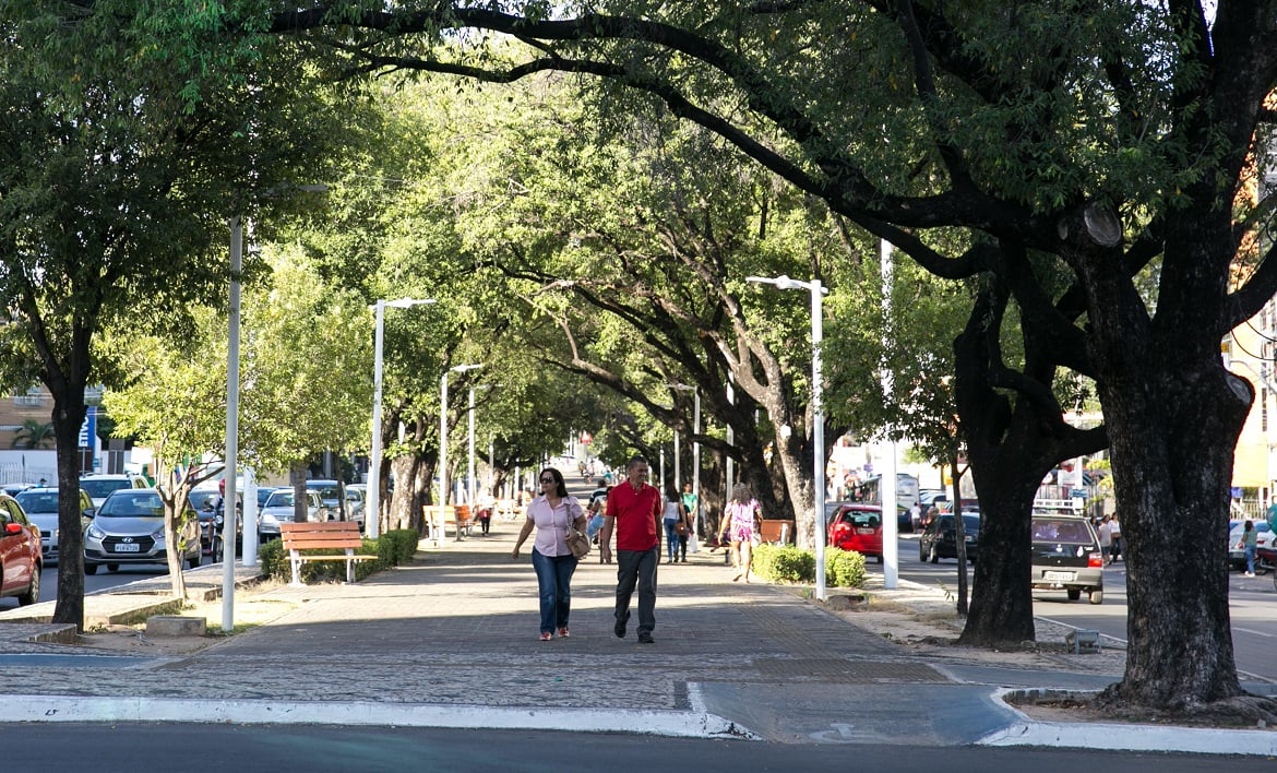 Árvores na Avenida Frei Serafim