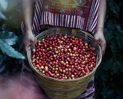Exportação de café do Brasil apresenta queda de 8,5%