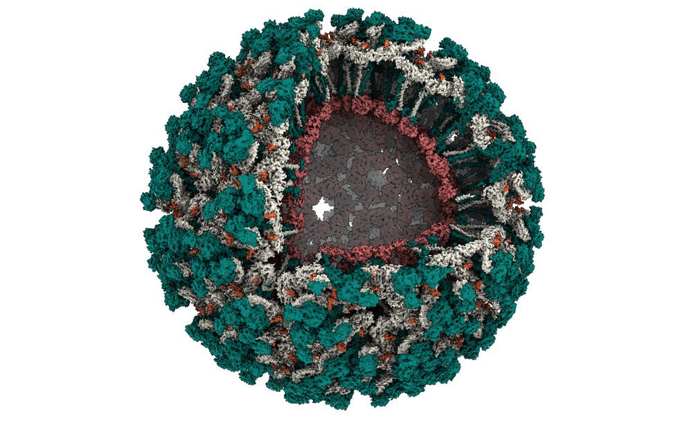 Imagem da estrutura do vírus Mayaro. Na imagem, a partícula viral está em parte aberta para possibilitar a visualização de todas suas proteínas. Cada uma das proteínas que forma a partícula viral está representada por uma cor (verde, cinza e vermelho). Os açúcares que são ligados as proteínas estão em cor laranja. — Foto: CNPEM/MCTI 