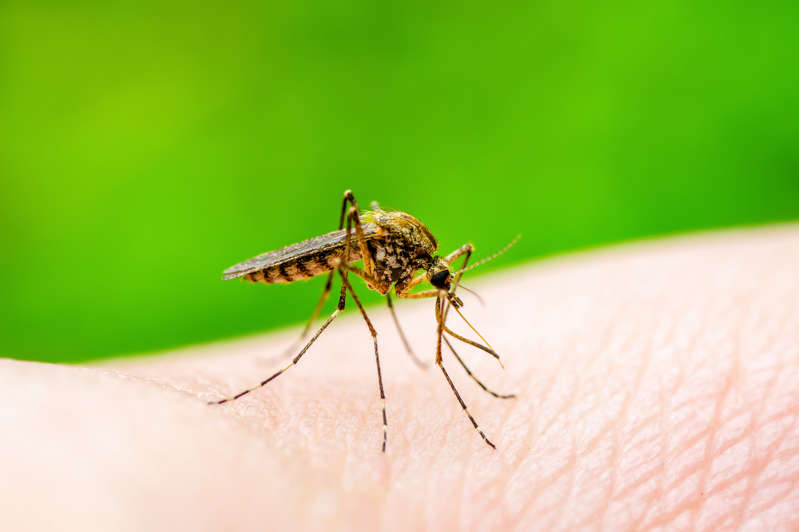 Dengue e Covid-19 têm alguns sintomas em comum (Foto: Shutterstock)
