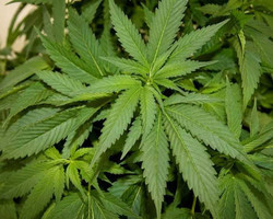 O que propõe o projeto de lei que libera o plantio de cannabis?