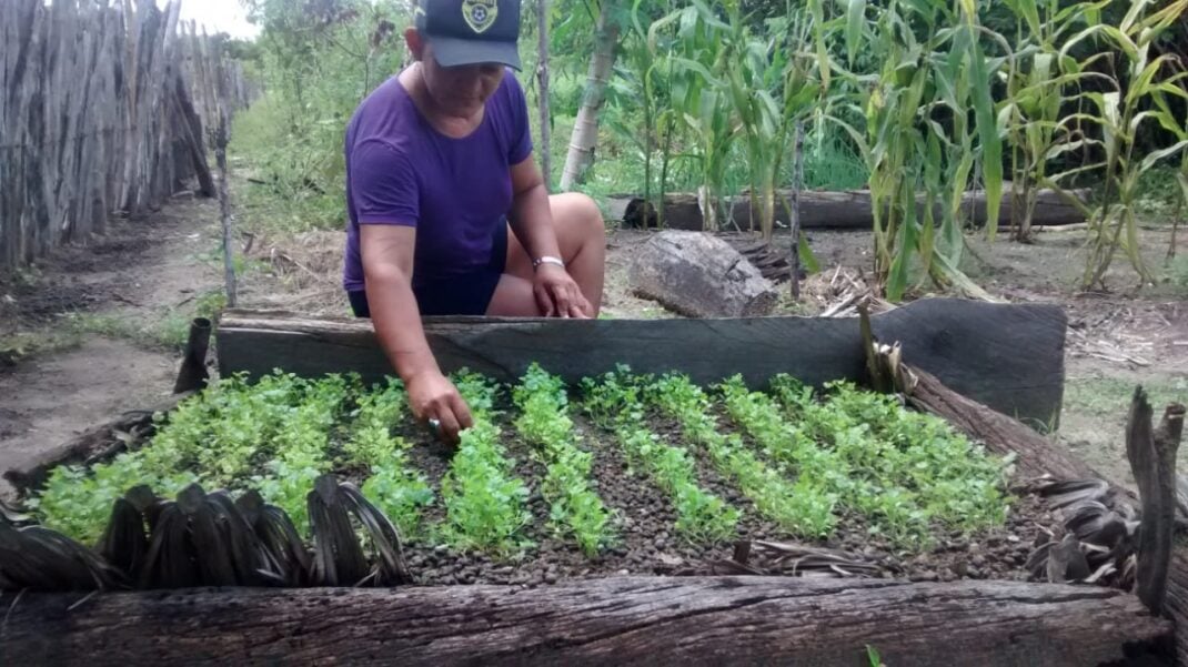 A agricultura familiar tem transformado a vida das pessoas/reprodução